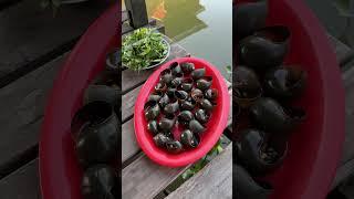 Ốc bưu nướng tiêu phần 3 #duhocsinhnhat #cuocsongonhat #đồănngon #nhatban #duhocsinh