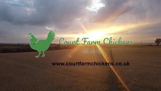 Welcome to Court Farm Chickens