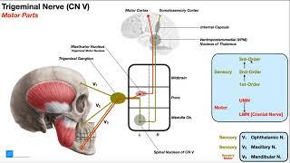 Cranial Nerve V - Trigeminal Nerve [Part 1] | Origin, Structure, Pathway & Function