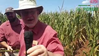 Bob Nielsen 1 - Plant stand establishment and the use of nitrogen with maize