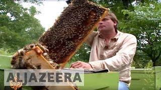  Canadian beekeepers face bleak future