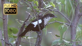 Birds of Kruger National Park Part 1