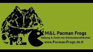 PACpedia (Pacman Frog Morphlist) by www.Pacman-Frogs.de.tl