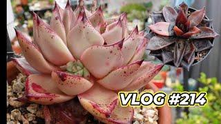 SUCCULENT DISCOVERY TOUR After The Rain | VLOG #214 - Growing Succulents With LizK