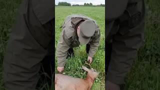 ОХОТА НА САМЦА КОСУЛИ В БЕЛОРУСЬ #huntingrussia #hunting