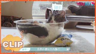 【汪喵物语】：震惊！黑猫“精灵”第一次剪指甲吓到奔溃，它竟然这样对美女猫咪！| 朱正廷/张雨剑/边江/北辰/张思王之/邱邱/白雪岑/乔诗语/弋 凡/张磊 | 优酷综艺