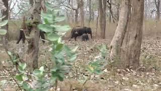 Encountering elephant herd on the way to Maysore via Mudumalai tiger reserve, Tamilnadu - Karnataka