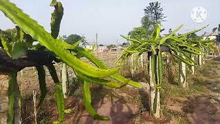 C Variety Dragon Fruits in Nepal, 13 Months Growth