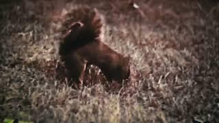 Gettin Got- a Rat Man Bob Song