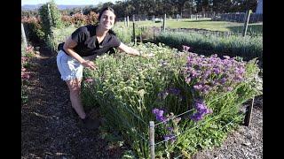 How to Harvest Statice : Woodstock Flower Farm