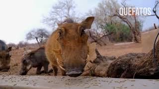 DISCOVER THE WILD LIFE OF THE AFRICAN BOAR-WILD ANIMAL WORLD.