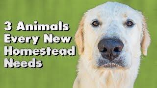 3 Animals Every New Homestead Needs