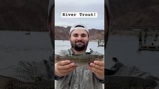 Nice Rainbow out of the Colorado! #fishing #troutfishing #riverfishing #hooverdam #lasvegas #willow