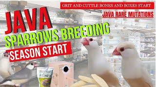 Java Breeding Season Start? Rare Java Mutation on breed? Quality Fawn Java || Best Diet for Java