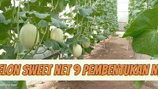 melon sweet net 9 pembentukan net