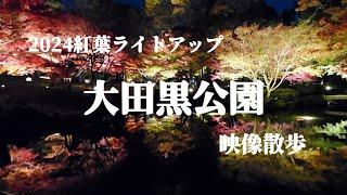 【映像散歩】大田黒公園 紅葉ライトアップ2024