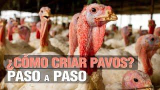 ¿ Cómo criar PAVOS - TURKEY ? - Paso a Paso