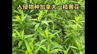 三年过去，入侵物种加拿大一枝黄花现在怎样了？