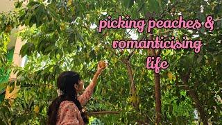 vlog / last week before vacation ; picking peaches and making tea 🪄️