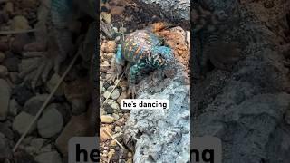 Lizards Love Dance Battles