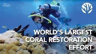 Coral Restoration Foundation™ The World's Largest Reef Restoration Effort