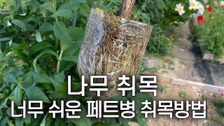 취목 성공률 100% | 2달 만에 3년생 나무 공짜로 얻는 방법 | 취목볼 필요 없어요