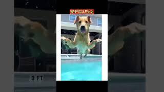 강아지 없으면 심심해서 어떻게살아?