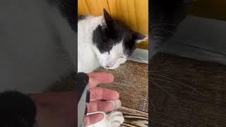 Cute old slightly slickly cat sitting outside a cafe in Hadan, Busan. #cats #cat #고양이 #카페 #cafe