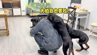 小坨越大，老坨越烦，看来还是妈妈靠谱一点#一坨 #pets #罗威纳 #罗威纳护卫犬 #rottweiler #rottweilerpuppy #向威和一坨#funny #搞笑