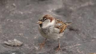 Голоса птиц как поёт Воробей (Passer domesticus)