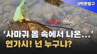 '사마귀 몸 속에 나온...' 연가시 넌 누구나? #사마귀#연가시#사마귀와 연가시