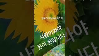 파랑새 해바라기 #부와행운 #어린왕자갤러리 #해바라기그림