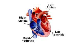 atrium-heart ASL