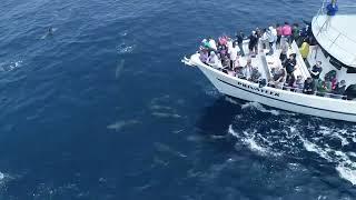 Blue Whale