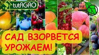 ОТ ЭТОЙ ПОДКОРМКИ САД ВЗОРВЕТСЯ УРОЖАЕМ! Хватит и 1 раза в 2-3 года! Вишни, черешни, яблони... ВСЁ!