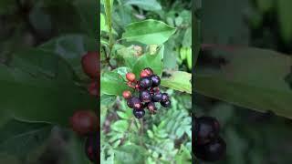 Wild fruits  #fruit #nature #mountains #wildfruits