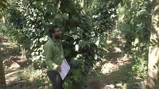 Pepper Farming |Arecanut Farming |Motivational Speach Surendra c s My Nature india