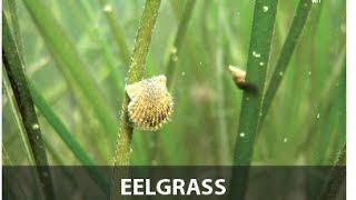 Eelgrass is Extraordinary!