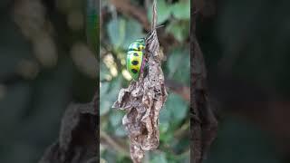 Bug #viral #video #populer #ladybug #amazing #respect