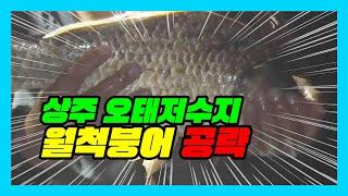 ep.123 상주 오태저수지 월척붕어 공략