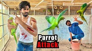 Parrots Ne Mujhe Zakhmi Kardiya 