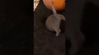 ㅎㅎㅎ뼈를 너무 깊이 묻었나? where did I bury bones? https://www.youtube.com/watch?v=Pmb2ji5O7vg
