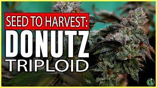 Donutz Triploid Grow Seed to Harvest in a VGrow Smart Grow Box