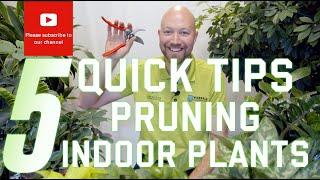 5 Quick tips on Pruning indoor plants