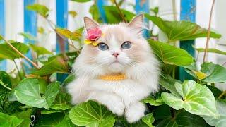 Relaxing Music for Easily Stressed Cats - Soothing Music to Keep Your Cat Happy, Relax and Comfort