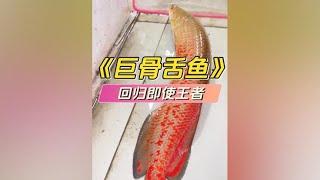 等了這麽久，終於要添新魚啦～#觀賞魚 #水族 #巨骨舌魚