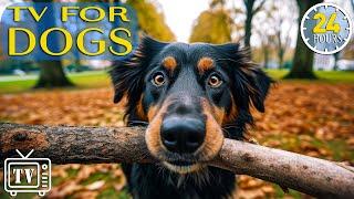 24 Hours of Music for Dogs: TV For Dogs & Relaxation Tones to Calm Anxiety and Stress Relief For Dog