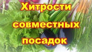 Совместные и уплотненные посадки выручат,если у вас маленький огород