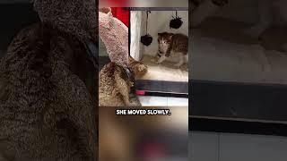 This Mother Cat Had the Perfect Response to a Scared Kitten! (watch till the end) #shorts