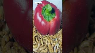 MEALWORMS VS CAROLINA REAPER TIMELAPSE